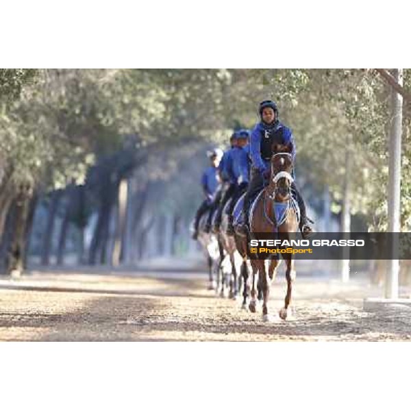 a morning at Al Shahania Stud Doha,23rd february 2015 ph.Stefano Grasso