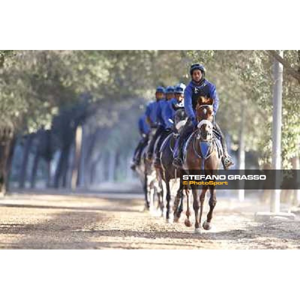 a morning at Al Shahania Stud Doha,23rd february 2015 ph.Stefano Grasso