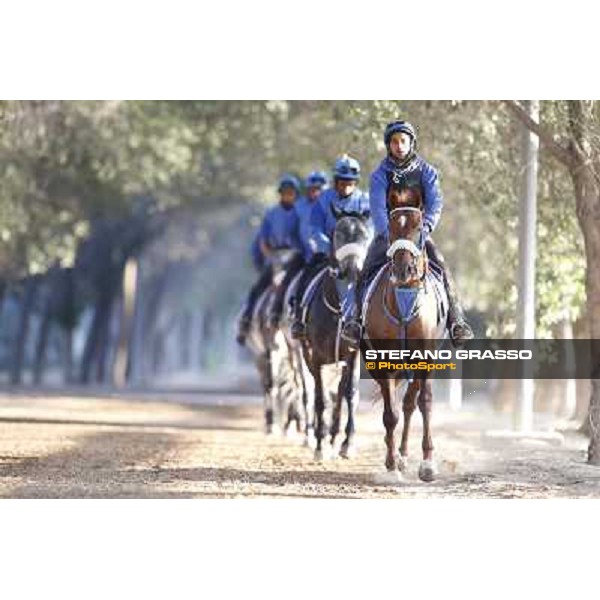 a morning at Al Shahania Stud Doha,23rd february 2015 ph.Stefano Grasso