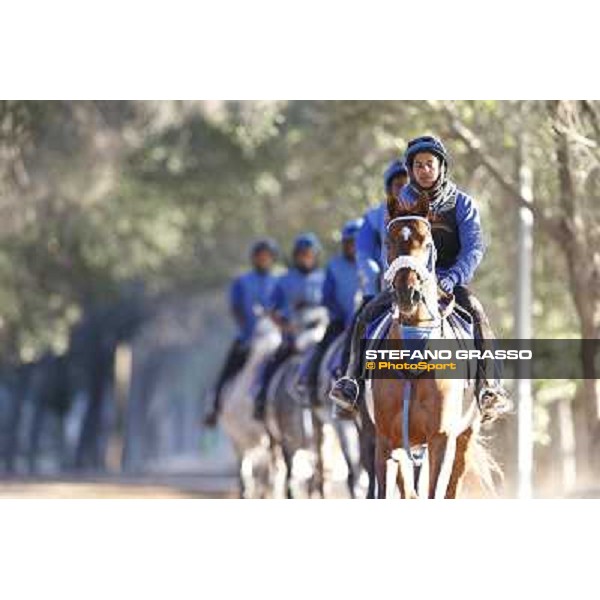 a morning at Al Shahania Stud Doha,23rd february 2015 ph.Stefano Grasso