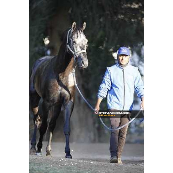 a morning at Al Shahania Stud Doha,23rd february 2015 ph.Stefano Grasso