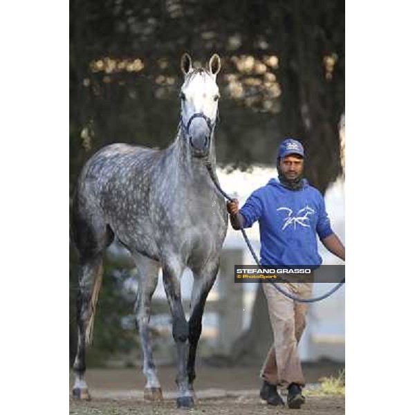a morning at Al Shahania Stud Doha,23rd february 2015 ph.Stefano Grasso