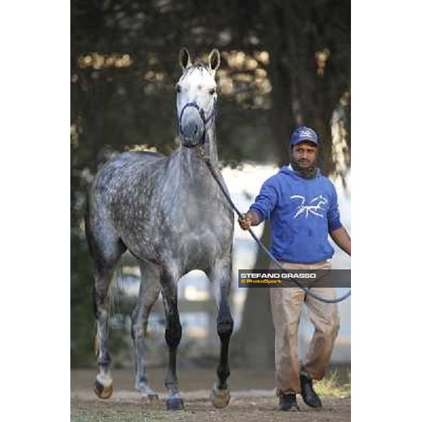 a morning at Al Shahania Stud Doha,23rd february 2015 ph.Stefano Grasso