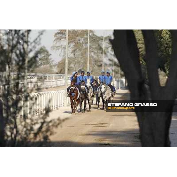 a morning at Al Shahania Stud Doha,23rd february 2015 ph.Stefano Grasso
