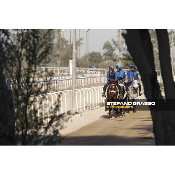 a morning at Al Shahania Stud Doha,23rd february 2015 ph.Stefano Grasso