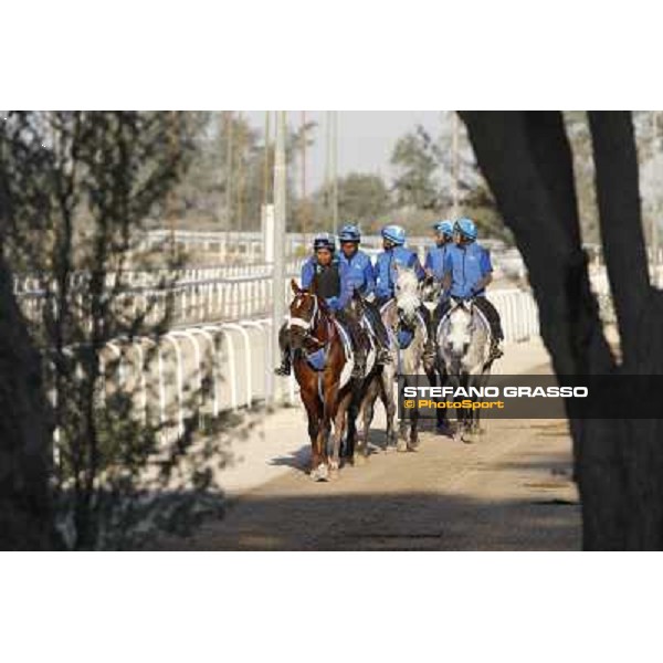 a morning at Al Shahania Stud Doha,23rd february 2015 ph.Stefano Grasso