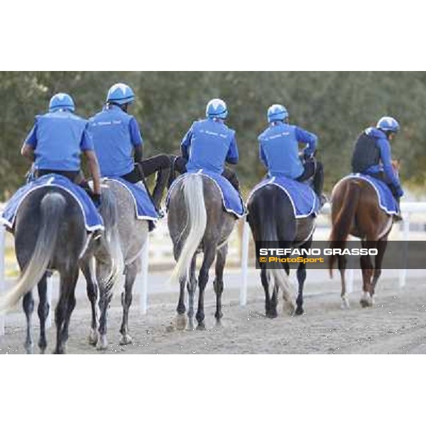 a morning at Al Shahania Stud Doha,23rd february 2015 ph.Stefano Grasso