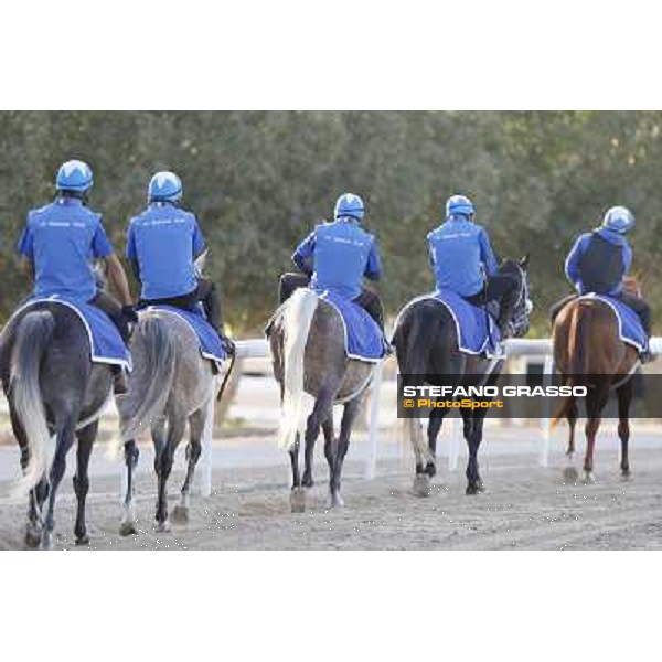 a morning at Al Shahania Stud Doha,23rd february 2015 ph.Stefano Grasso