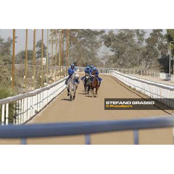 a morning at Al Shahania Stud Doha,23rd february 2015 ph.Stefano Grasso