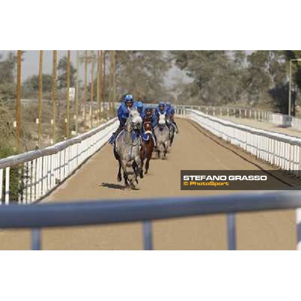 a morning at Al Shahania Stud Doha,23rd february 2015 ph.Stefano Grasso