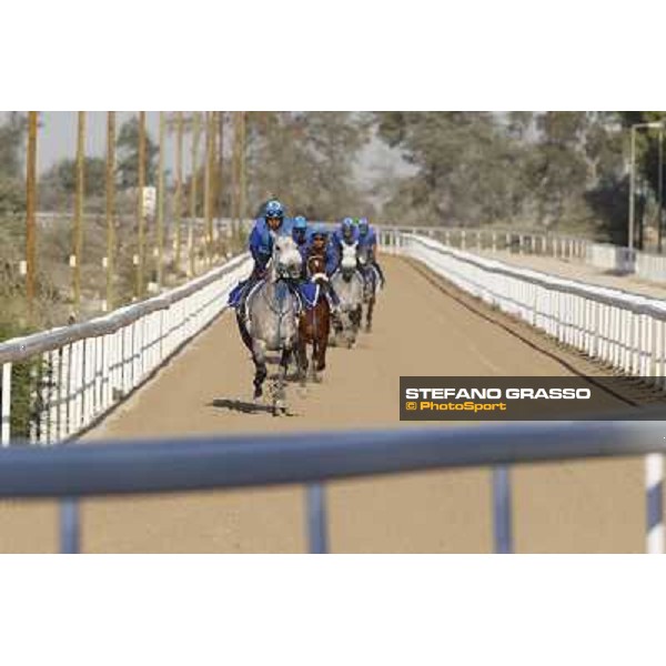 a morning at Al Shahania Stud Doha,23rd february 2015 ph.Stefano Grasso