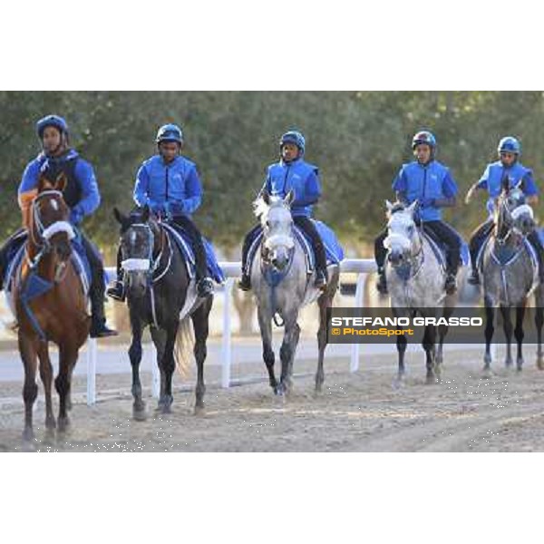 a morning at Al Shahania Stud Doha,23rd february 2015 ph.Stefano Grasso