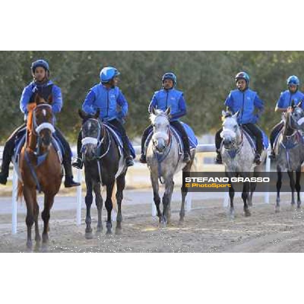 a morning at Al Shahania Stud Doha,23rd february 2015 ph.Stefano Grasso