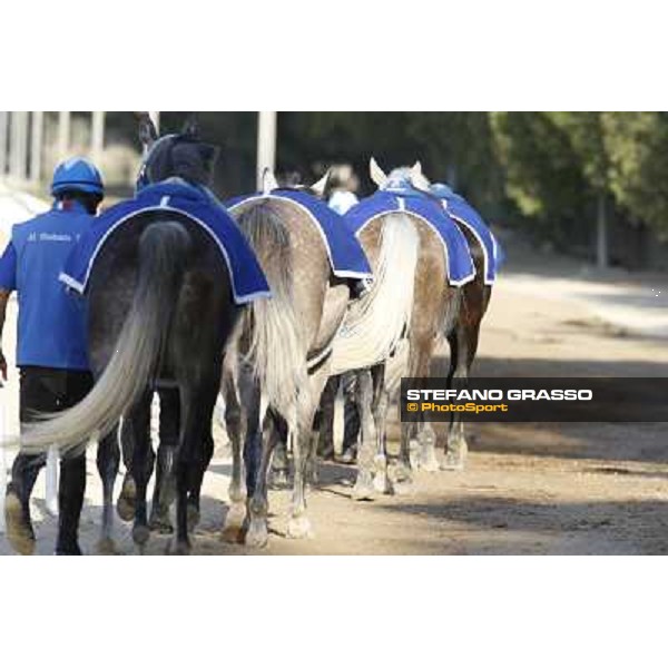 a morning at Al Shahania Stud Doha,23rd february 2015 ph.Stefano Grasso