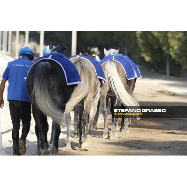 a morning at Al Shahania Stud Doha,23rd february 2015 ph.Stefano Grasso