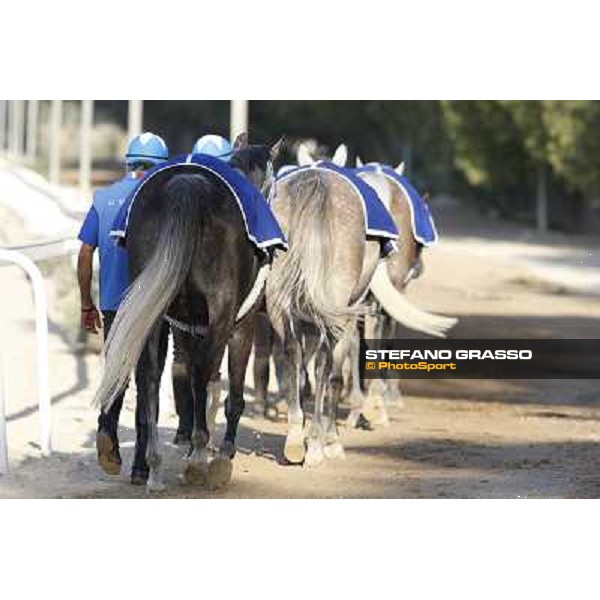 a morning at Al Shahania Stud Doha,23rd february 2015 ph.Stefano Grasso