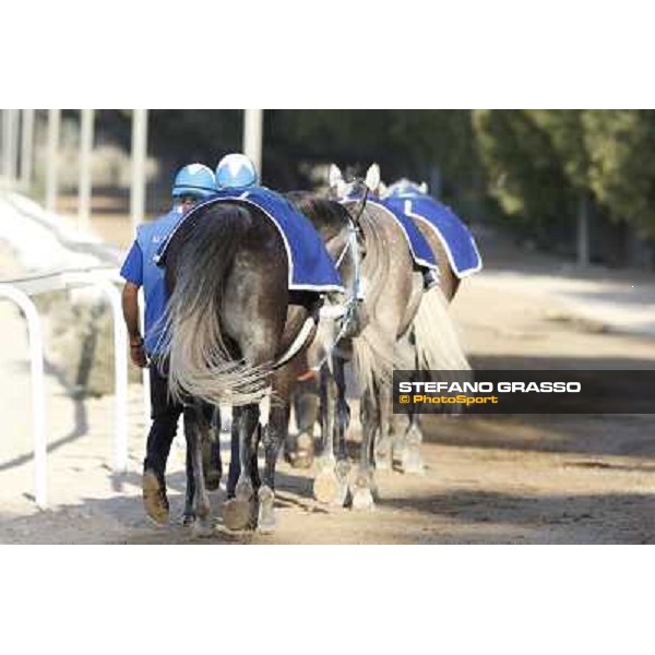 a morning at Al Shahania Stud Doha,23rd february 2015 ph.Stefano Grasso