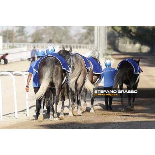 a morning at Al Shahania Stud Doha,23rd february 2015 ph.Stefano Grasso