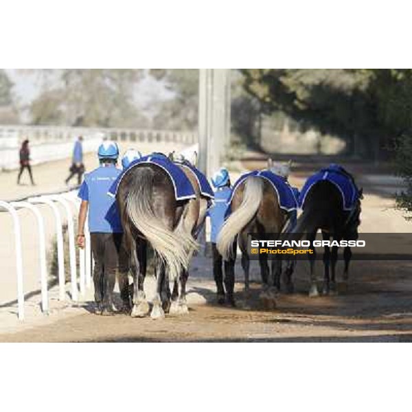 a morning at Al Shahania Stud Doha,23rd february 2015 ph.Stefano Grasso