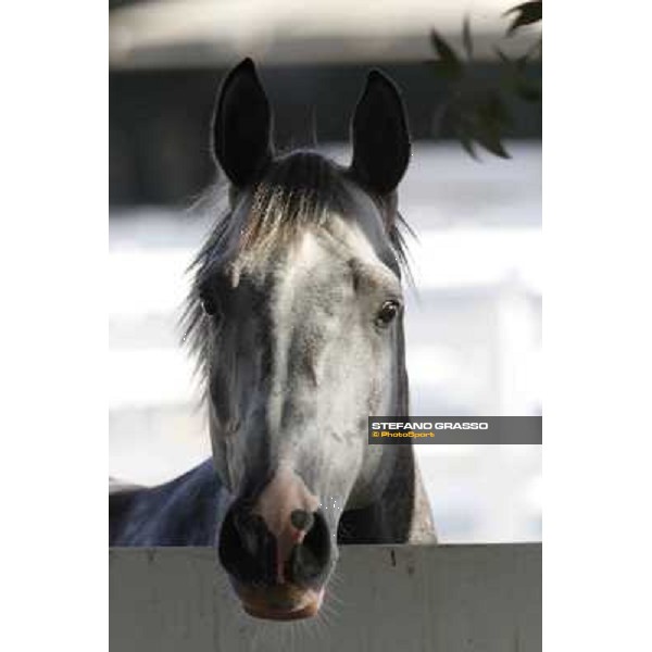 a morning at Al Shahania Stud Doha,23rd february 2015 ph.Stefano Grasso