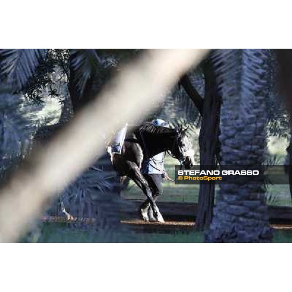 a morning at Al Shahania Stud Doha,23rd february 2015 ph.Stefano Grasso