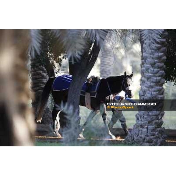 a morning at Al Shahania Stud Doha,23rd february 2015 ph.Stefano Grasso
