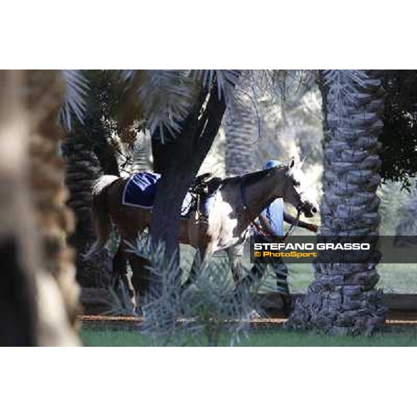 a morning at Al Shahania Stud Doha,23rd february 2015 ph.Stefano Grasso