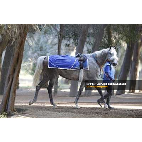 a morning at Al Shahania Stud Doha,23rd february 2015 ph.Stefano Grasso