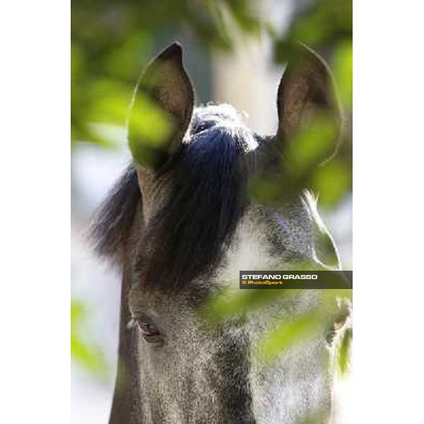 a morning at Al Shahania Stud Doha,23rd february 2015 ph.Stefano Grasso