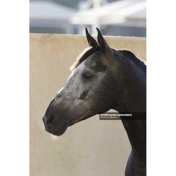 a morning at Al Shahania Stud Doha,23rd february 2015 ph.Stefano Grasso