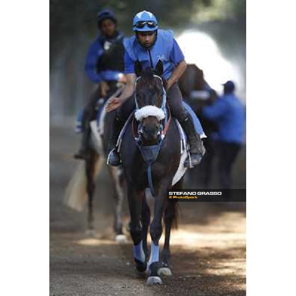 a morning at Al Shahania Stud Doha,23rd february 2015 ph.Stefano Grasso