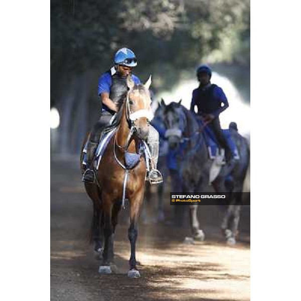 a morning at Al Shahania Stud Doha,23rd february 2015 ph.Stefano Grasso