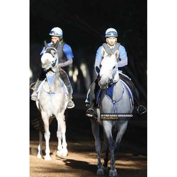 a morning at Al Shahania Stud Doha,23rd february 2015 ph.Stefano Grasso