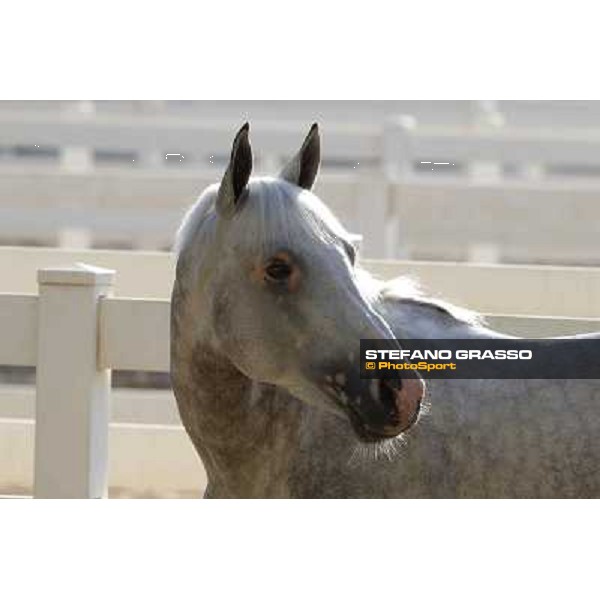 a morning at Al Shahania Stud Doha,23rd february 2015 ph.Stefano Grasso