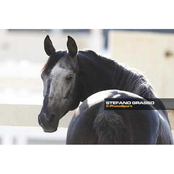 a morning at Al Shahania Stud Doha,23rd february 2015 ph.Stefano Grasso