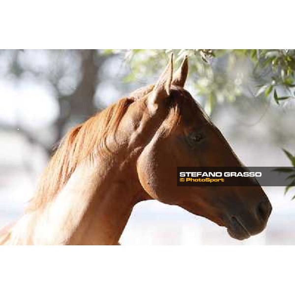 a morning at Al Shahania Stud Doha,23rd february 2015 ph.Stefano Grasso
