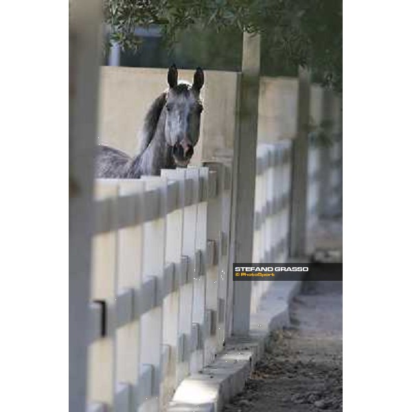 a morning at Al Shahania Stud Doha,23rd february 2015 ph.Stefano Grasso