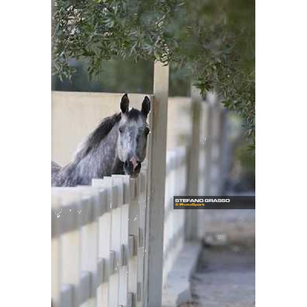 a morning at Al Shahania Stud Doha,23rd february 2015 ph.Stefano Grasso