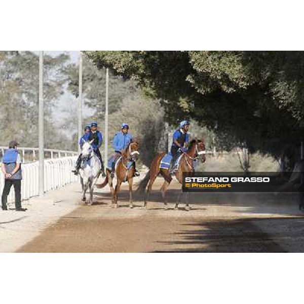 a morning at Al Shahania Stud Doha,23rd february 2015 ph.Stefano Grasso