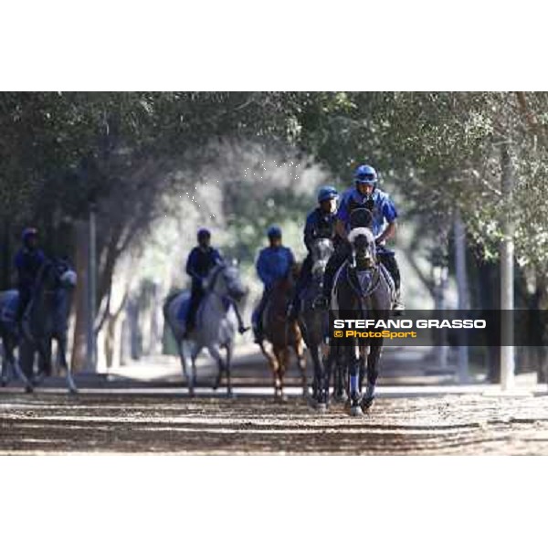 a morning at Al Shahania Stud Doha,23rd february 2015 ph.Stefano Grasso