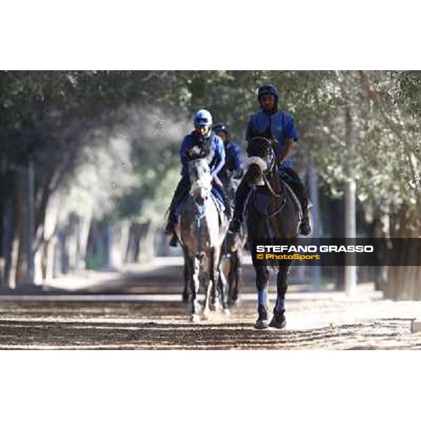 a morning at Al Shahania Stud Doha,23rd february 2015 ph.Stefano Grasso