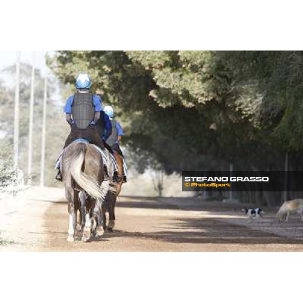 a morning at Al Shahania Stud Doha,23rd february 2015 ph.Stefano Grasso