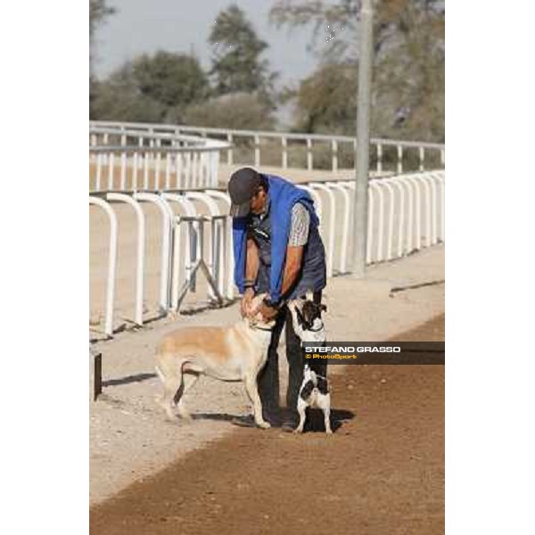 a morning at Al Shahania Stud Doha,23rd february 2015 ph.Stefano Grasso