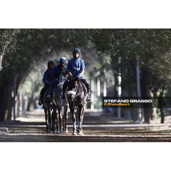 a morning at Al Shahania Stud Doha,23rd february 2015 ph.Stefano Grasso