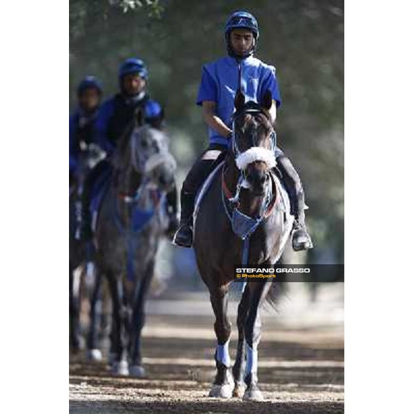 a morning at Al Shahania Stud Doha,23rd february 2015 ph.Stefano Grasso