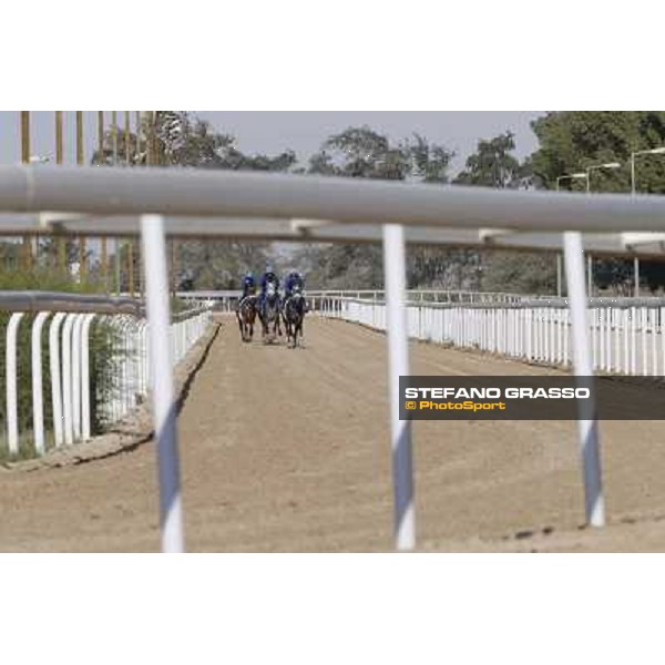 a morning at Al Shahania Stud Doha,23rd february 2015 ph.Stefano Grasso