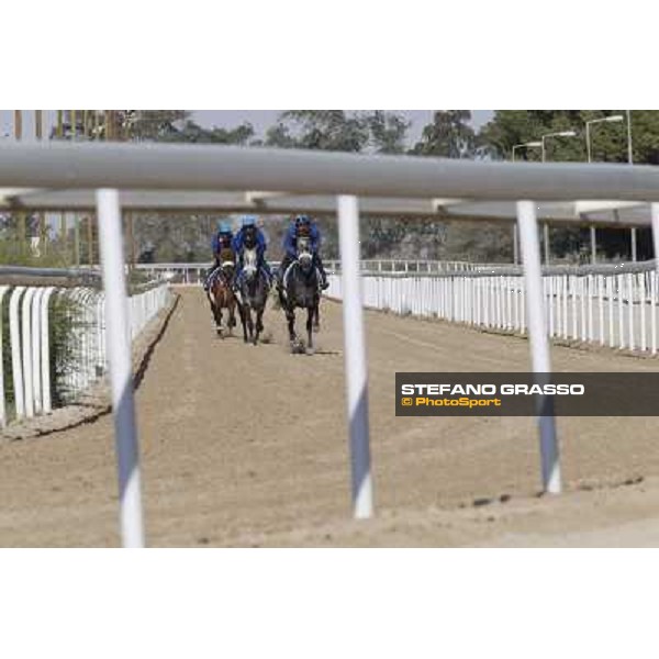 a morning at Al Shahania Stud Doha,23rd february 2015 ph.Stefano Grasso