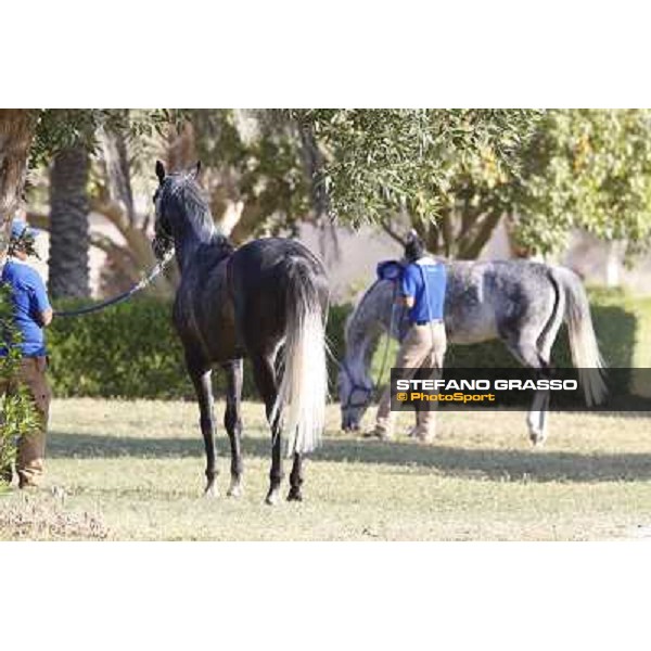 a morning at Al Shahania Stud Doha,23rd february 2015 ph.Stefano Grasso