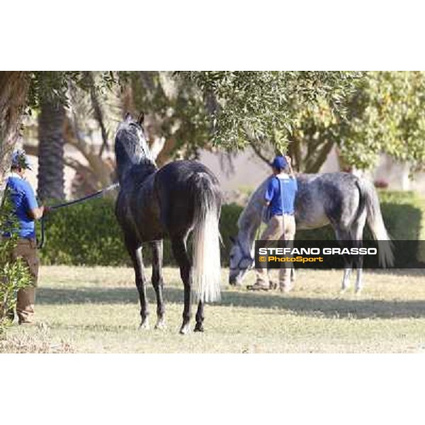 a morning at Al Shahania Stud Doha,23rd february 2015 ph.Stefano Grasso