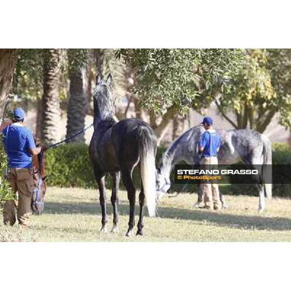 a morning at Al Shahania Stud Doha,23rd february 2015 ph.Stefano Grasso